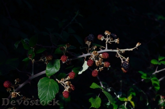 Devostock Fruit Field Vegetable Blackberries