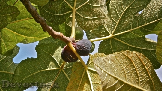 Devostock Fruit Figs Higera Tree 0