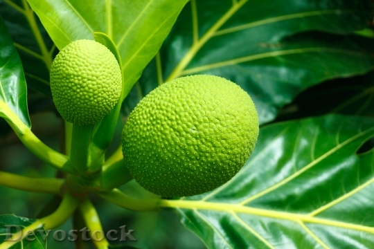 Devostock Fruit Food Breadfruit Ripe