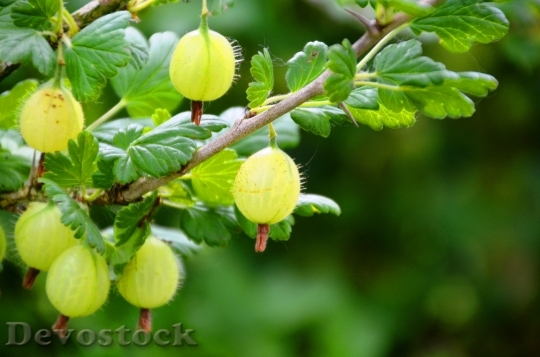 Devostock Fruit Fruits Green Gooseberry