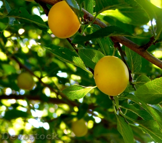 Devostock Fruit Fruits Yellow Plums