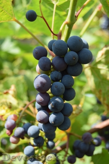 Devostock Fruit Grapes Nature Food