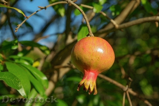 Devostock Fruit Grenade Exotic Fruit