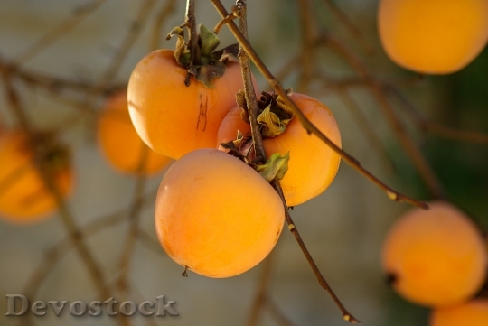 Devostock Fruit Khaki Fall Persimmon
