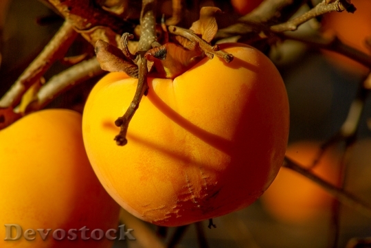 Devostock Fruit Khaki Persimmon Fall