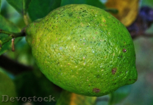 Devostock Fruit Lemon Citrus Green