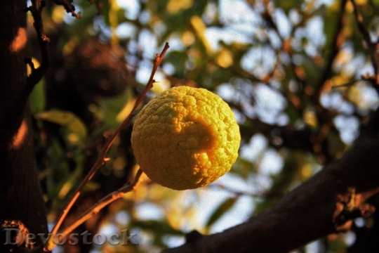 Devostock Fruit Lemon Citrus Yellow