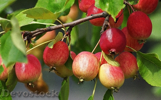 Devostock Fruit Nature Apples Foliage
