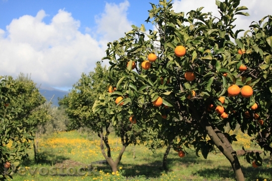 Devostock Fruit Oranges Food Foods