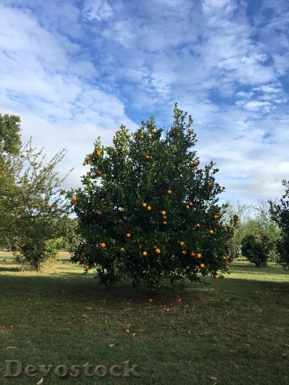 Devostock Fruit Oranges Tree Vitamin
