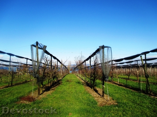 Devostock Fruit Orchards Orchard Maintained