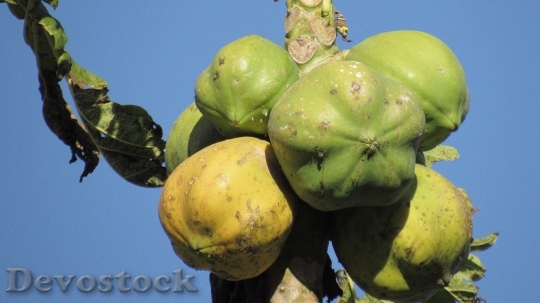 Devostock Fruit Papaya Nature 1675128
