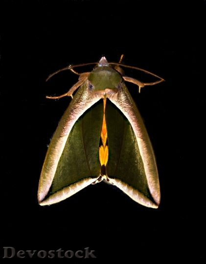Devostock Fruit Piercer Moth Moth
