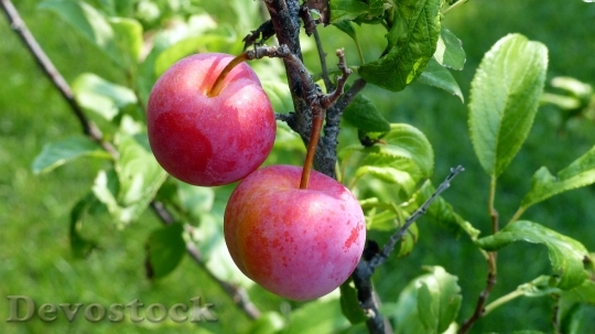 Devostock Fruit Plum Food Sweet