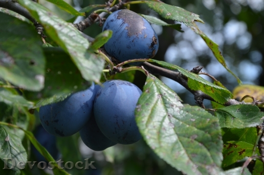 Devostock Fruit Plums Branch Violet