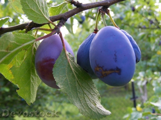 Devostock Fruit Plums Garden Blue