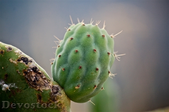 Devostock Fruit Prickly Pear 191654