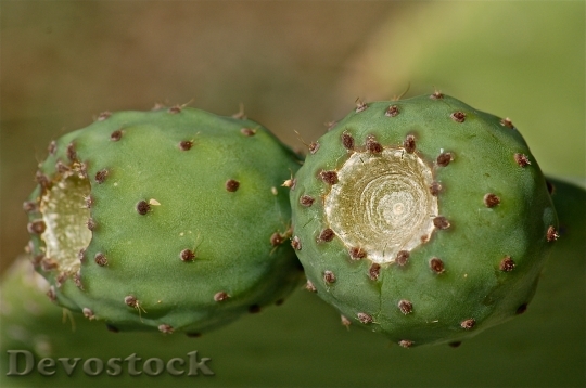 Devostock Fruit Prickly Pear 191655