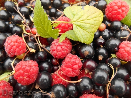 Devostock Fruit Raspberries Blackcurrants 1593544