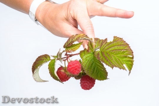 Devostock Fruit Raspberry Red 539129