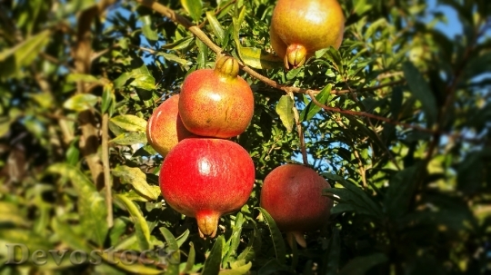 Devostock Fruit Red Pomegranate Healthy