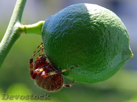 Devostock Fruit Spiders Limes Bugs