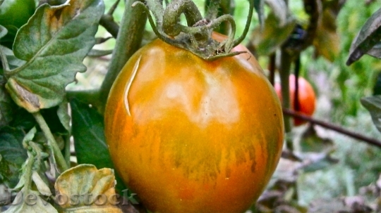 Devostock Fruit Tomato Vegetable Nature 6