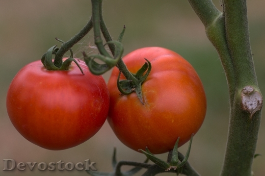 Devostock Fruit Tomatoes Tomatenrispe Macro