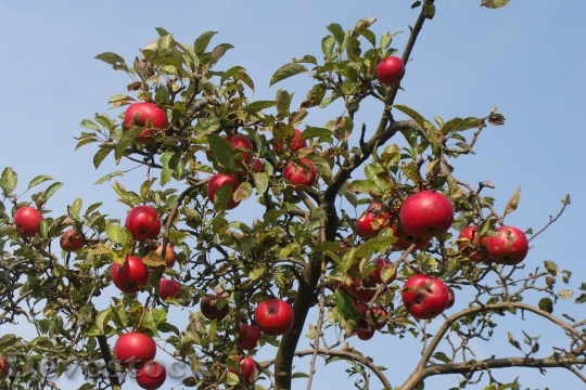 Devostock Fruit Tree Apple Tree 0