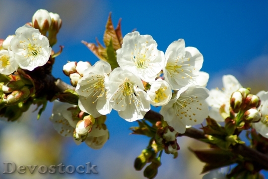 Devostock Fruit Tree Cherry Blossoms