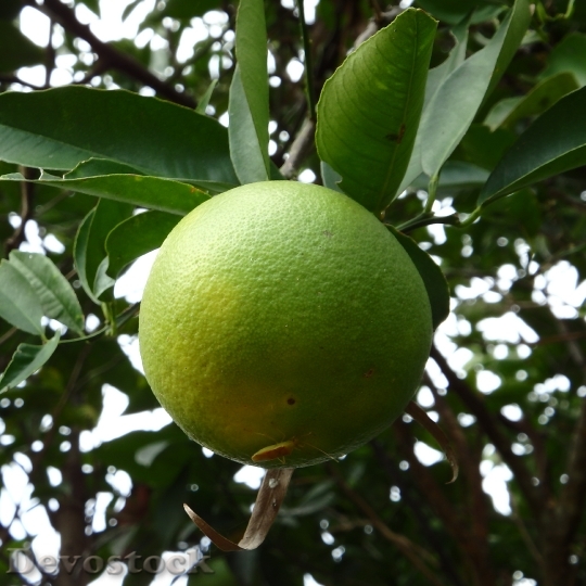 Devostock Fruit Tree Grow Pest
