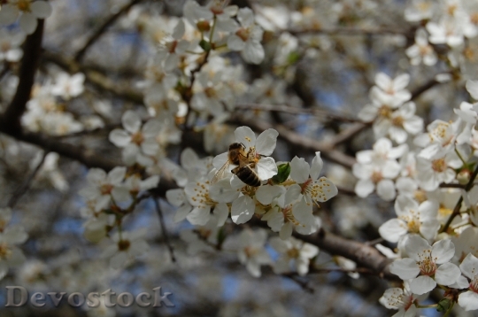 Devostock Fruit Tree Spring Flowers 0
