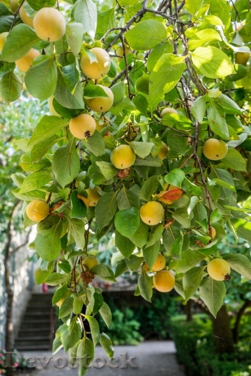 Devostock Fruit Tree Yellow Green 0