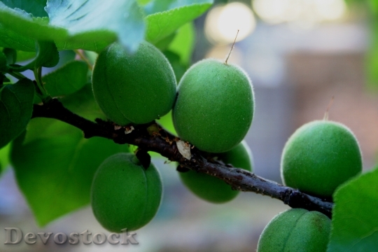 Devostock Fruit Young Green Swollen