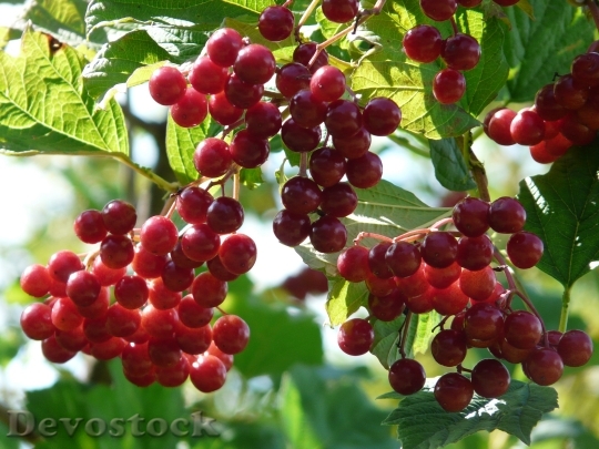 Devostock Fruits Berries Red 59580