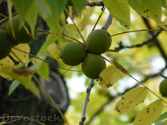 Devostock Fruits Black Walnut Tree