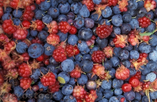 Devostock Fruits Forest Blackberries 60579