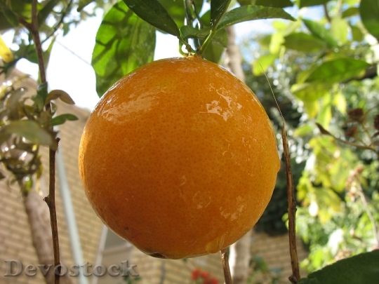 Devostock Fruits Nature Orange Vitamin