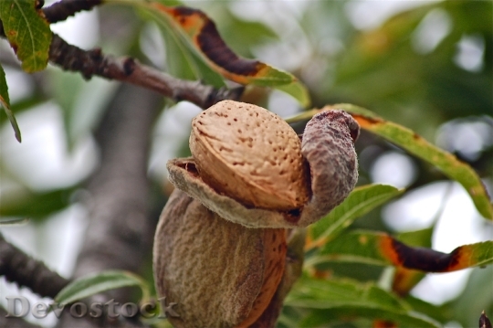 Devostock Fruits Tree Almond Nature 0
