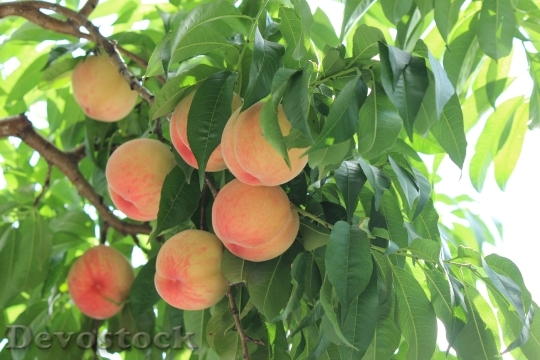 Devostock Fukushima Peach Fruit Summer