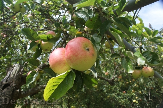 Devostock Galician Apples Apples Blonde