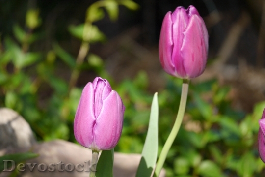 Devostock Garden Flower Tulip Plant