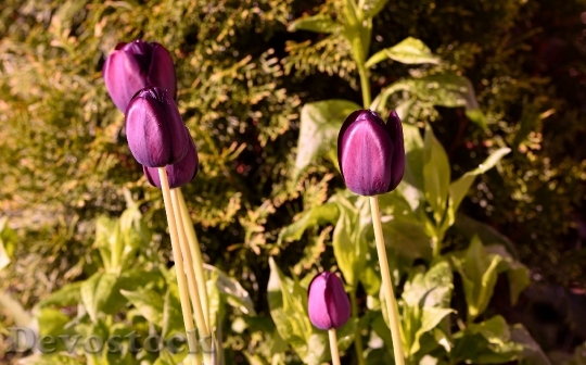 Devostock Garden Flowers Tulips Violet