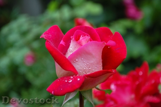 Devostock Garden Rose Red Pink