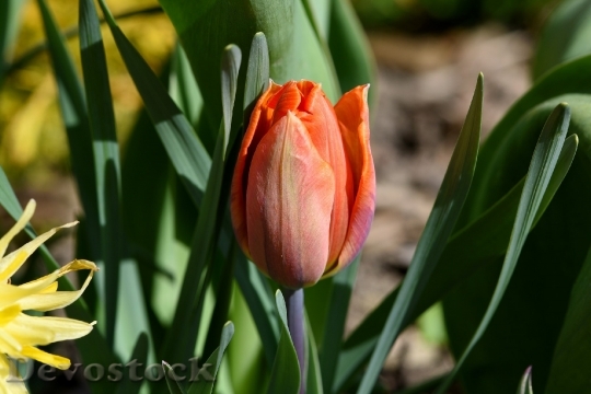 Devostock Garden Spring Flower Tulip