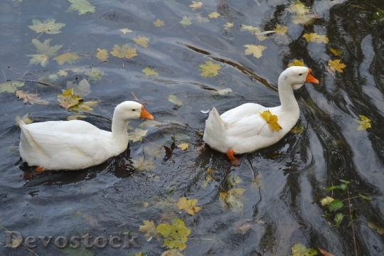 Devostock Geese Autumn Pond Birds