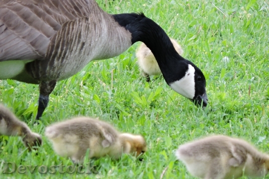Devostock Geese Baby Goose Goose