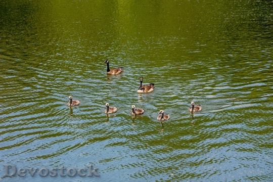 Devostock Geese Family Goose Swimming