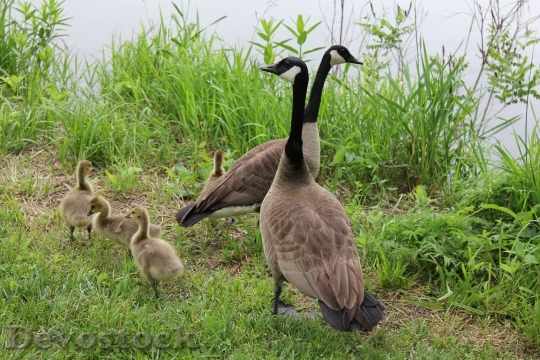 Devostock Geese Family Spring Goose