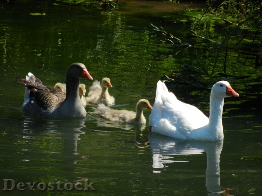 Devostock Geese Goose Family Water